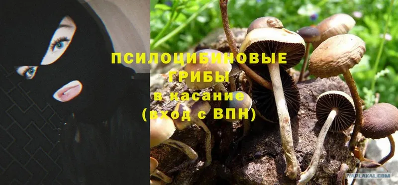 Галлюциногенные грибы Psilocybine cubensis  Северск 