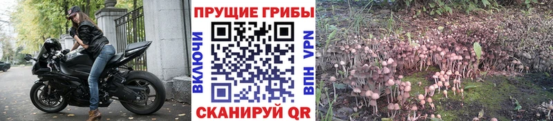 Галлюциногенные грибы мицелий  это формула  Северск 